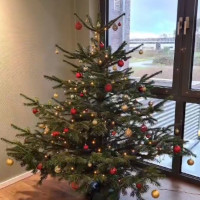 TIS Weihnachtsbaum 2021